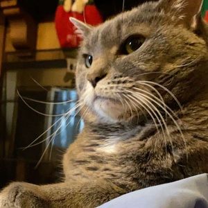 Meet your Posher, Abby